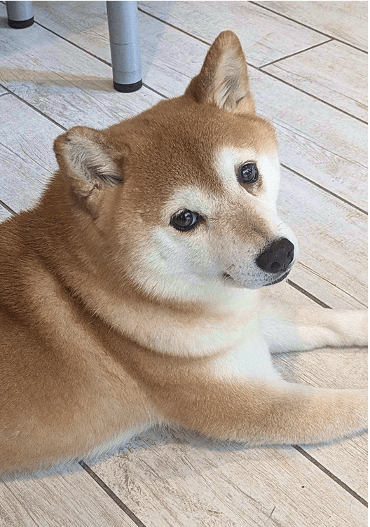 Bao