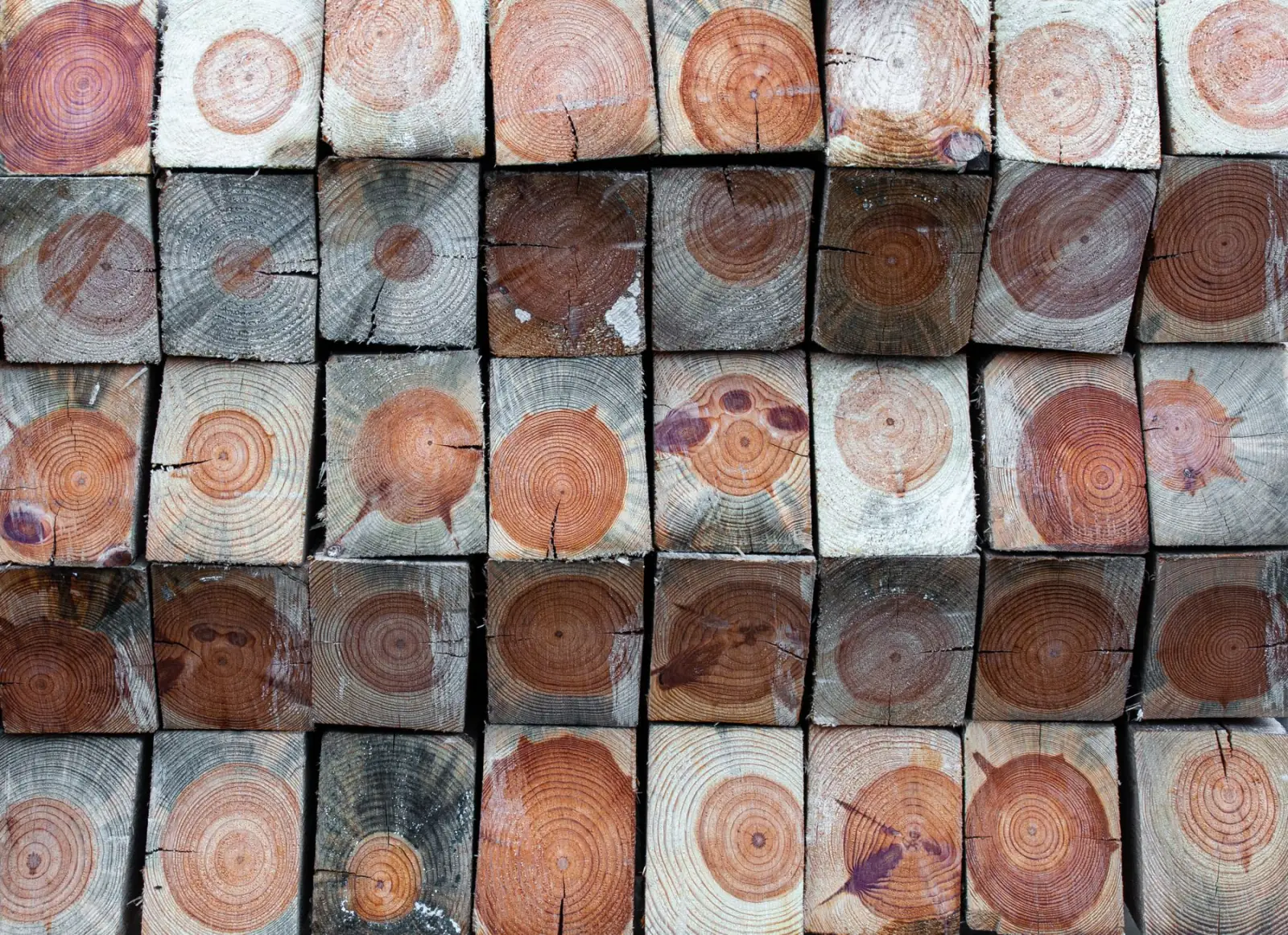 Stacked timber ends showing their growth rings.